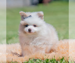 Small Photo #47 Pomeranian Puppy For Sale in WARSAW, IN, USA