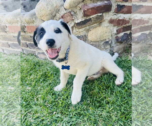 Medium Photo #4 Mutt Puppy For Sale in Marina Del Rey, CA, USA