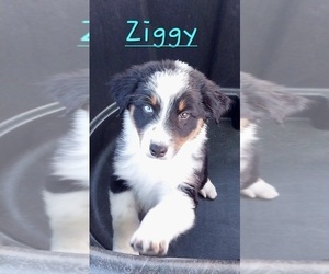Australian Shepherd Puppy for sale in TUCSON, AZ, USA