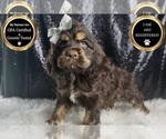 Puppy Bentley AKC Cocker Spaniel