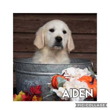 Medium Photo #2 English Cream Golden Retriever Puppy For Sale in JEFFERSON, GA, USA