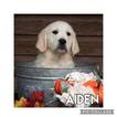Small Photo #2 English Cream Golden Retriever Puppy For Sale in JEFFERSON, GA, USA