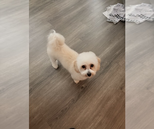 Medium Photo #1 Havapoo Puppy For Sale in HOUSTON, TX, USA