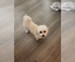 Small Photo #1 Havapoo Puppy For Sale in HOUSTON, TX, USA