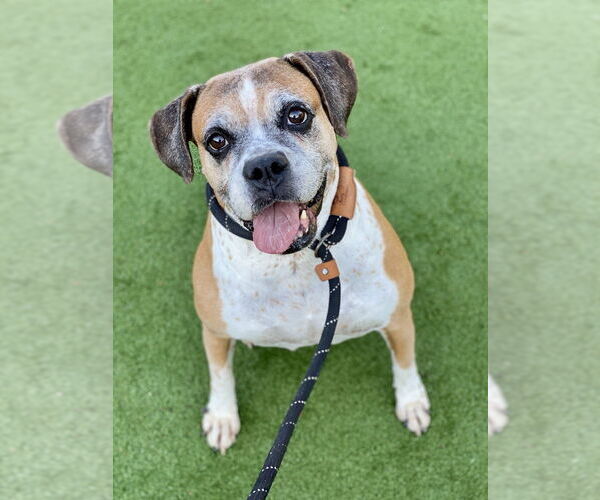 Medium Photo #2 Boxer Puppy For Sale in Austin, TX, USA