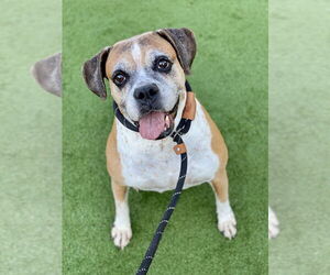 Ebba - Silver Heart - Female Boxer Dog for Adoption - Photo #2