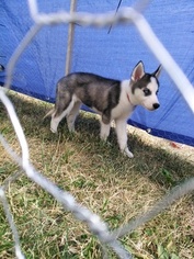 Siberian Husky Puppy for sale in COUNCIL BLUFFS, IA, USA