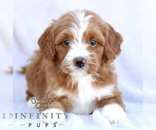 Medium Photo #5 Goldendoodle (Miniature) Puppy For Sale in EPHRATA, PA, USA