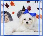 Small Photo #3 Maltipoo Puppy For Sale in TAYLOR, TX, USA