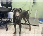 DARE DEVIL - Male Doberman Pinscher Dog for Adoption - Small photo