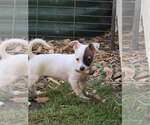 Small #1 Chihuahua Mix