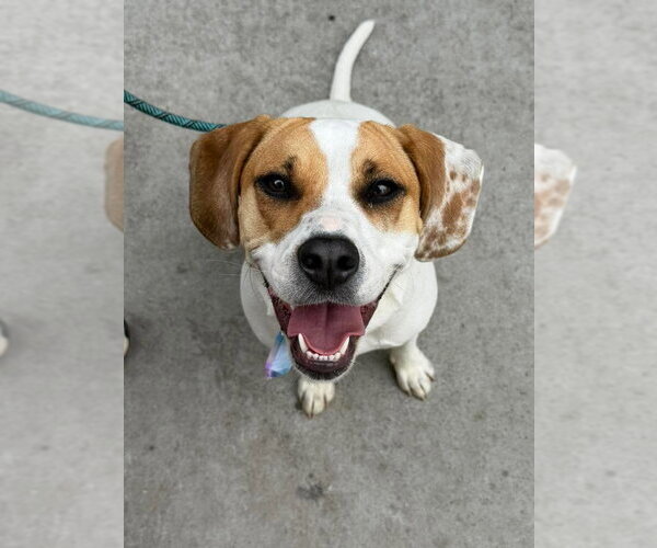 Medium Photo #5 Mutt Puppy For Sale in Greenville, SC, USA
