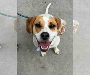 Aulait - Female Mutt Dog for Adoption - Photo #5
