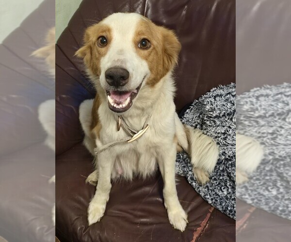 Medium Photo #1 English Shepherd-Golden Retriever Mix Puppy For Sale in STEUBENVILLE, OH, USA