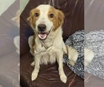 Small Photo #1 English Shepherd-Golden Retriever Mix Puppy For Sale in STEUBENVILLE, OH, USA