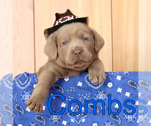 Labrador Retriever Puppy for sale in MARSHFIELD, MO, USA