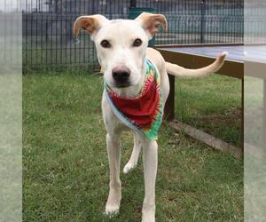 Labrador Retriever-Unknown Mix Dogs for adoption in San Antonio, TX, USA