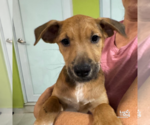 Small #1 Mutt