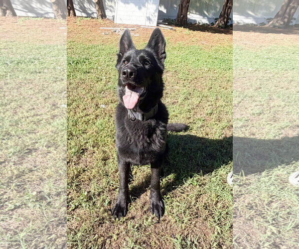 Medium Photo #3 German Shepherd Dog Puppy For Sale in Centreville, VA, USA