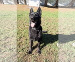 Small #2 German Shepherd Dog