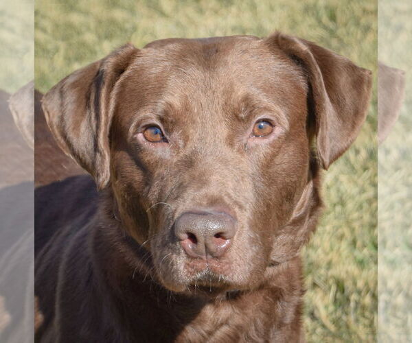 Medium Photo #1 - Mix Puppy For Sale in Huntley, IL, USA