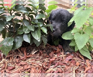 Gollie Puppy for Sale in SANTA ROSA BEACH, Florida USA