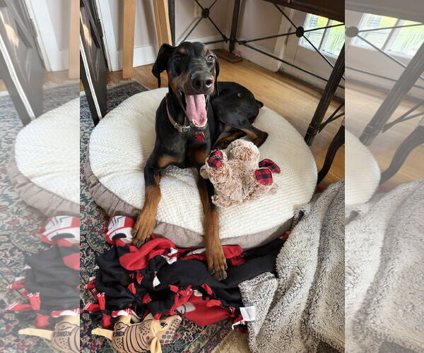 Medium Photo #7 Doberman Pinscher Puppy For Sale in Minneaoplis, MN, USA