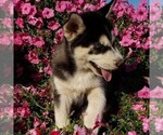 Small Photo #2 Siberian Husky Puppy For Sale in NEWAYGO, MI, USA