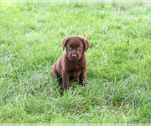 Labrador Retriever Puppy for sale in SYRACUSE, IN, USA