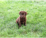 Small Labrador Retriever