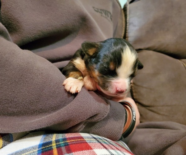 Medium Photo #19 Bernese Mountain Dog Puppy For Sale in LEETONIA, OH, USA