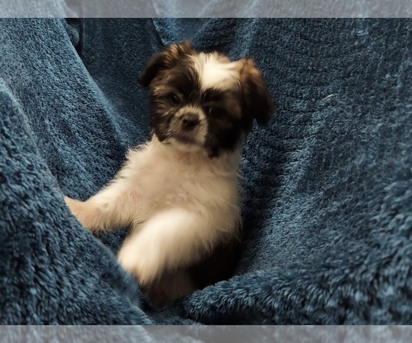 Medium Photo #1 Shih Tzu Puppy For Sale in THE WOODLANDS, TX, USA