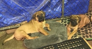 Bullmastiff Puppy for sale in FLAT ROCK, MI, USA