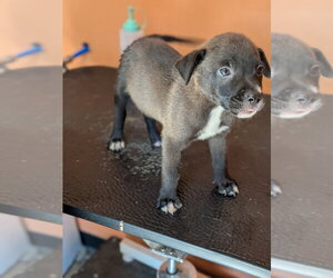 Labrador Retriever Dogs for adoption in garner, NC, USA