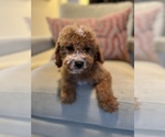 Small Photo #1 Cavapoo Puppy For Sale in LAS VEGAS, NV, USA