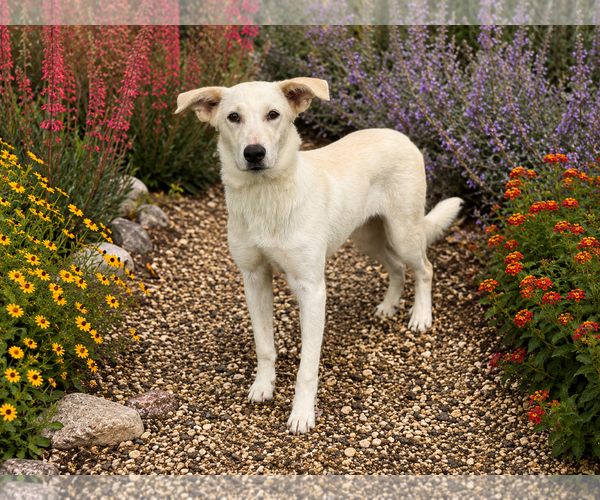 Medium Photo #4 Mutt Puppy For Sale in PIPE CREEK, TX, USA