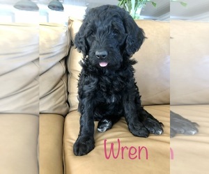 Bernedoodle Puppy for sale in HUBERT, NC, USA