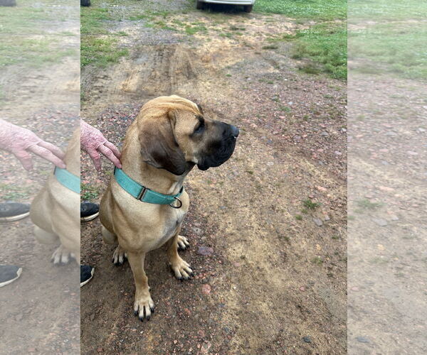 Medium Photo #20 Fila Brasileiro-Great Dane Mix Puppy For Sale in Jasper, AL, USA
