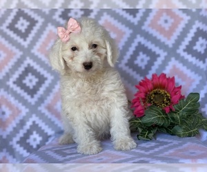 Double Doodle Puppy for sale in EAST EARL, PA, USA