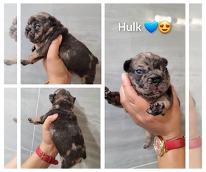 French Bulldog Puppy for sale in NORTH PORT, FL, USA