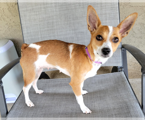 Medium Photo #2 Rat-Cha Puppy For Sale in Corona, CA, USA