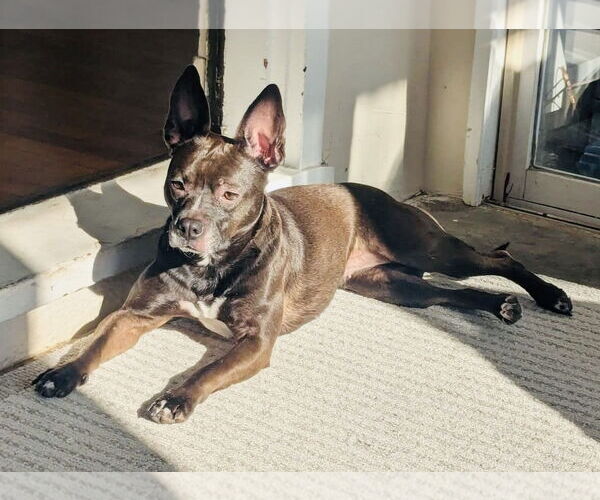 Medium Photo #6 American Pit Bull Terrier-Unknown Mix Puppy For Sale in Germantown, OH, USA
