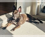 Small #5 American Pit Bull Terrier Mix