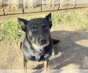 German Shepherd Dog-Unknown Mix Dogs for adoption in Tulsa, OK, USA