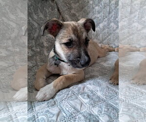 Deedee - Female Chihuahua-Unknown Mix Dog for Adoption - Photo #2