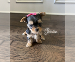 Small Photo #1 Yorkshire Terrier Puppy For Sale in PARIS, TX, USA