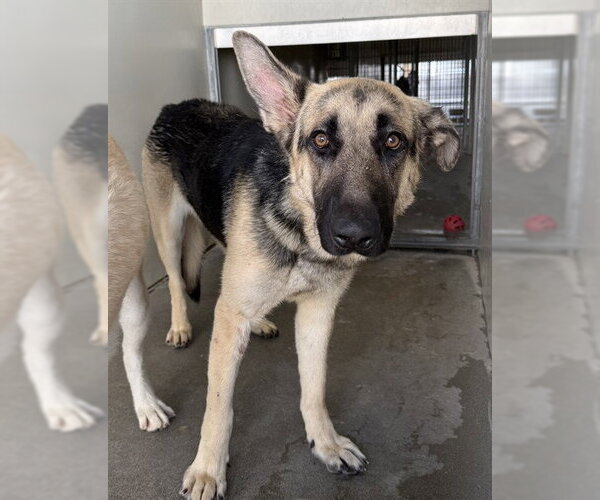Medium Photo #2 German Shepherd Dog Puppy For Sale in San Bernardino, CA, USA