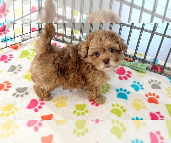 Medium Photo #3 ShihPoo Puppy For Sale in ORO VALLEY, AZ, USA