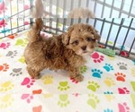 Small #2 ShihPoo
