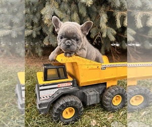 French Bulldog Puppy for sale in MIDDLEBURY, IN, USA